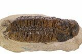 Bargain, Crotalocephalina Trilobite - Atchana, Morocco #341304-2